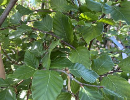 Bok Fagus sylvatica