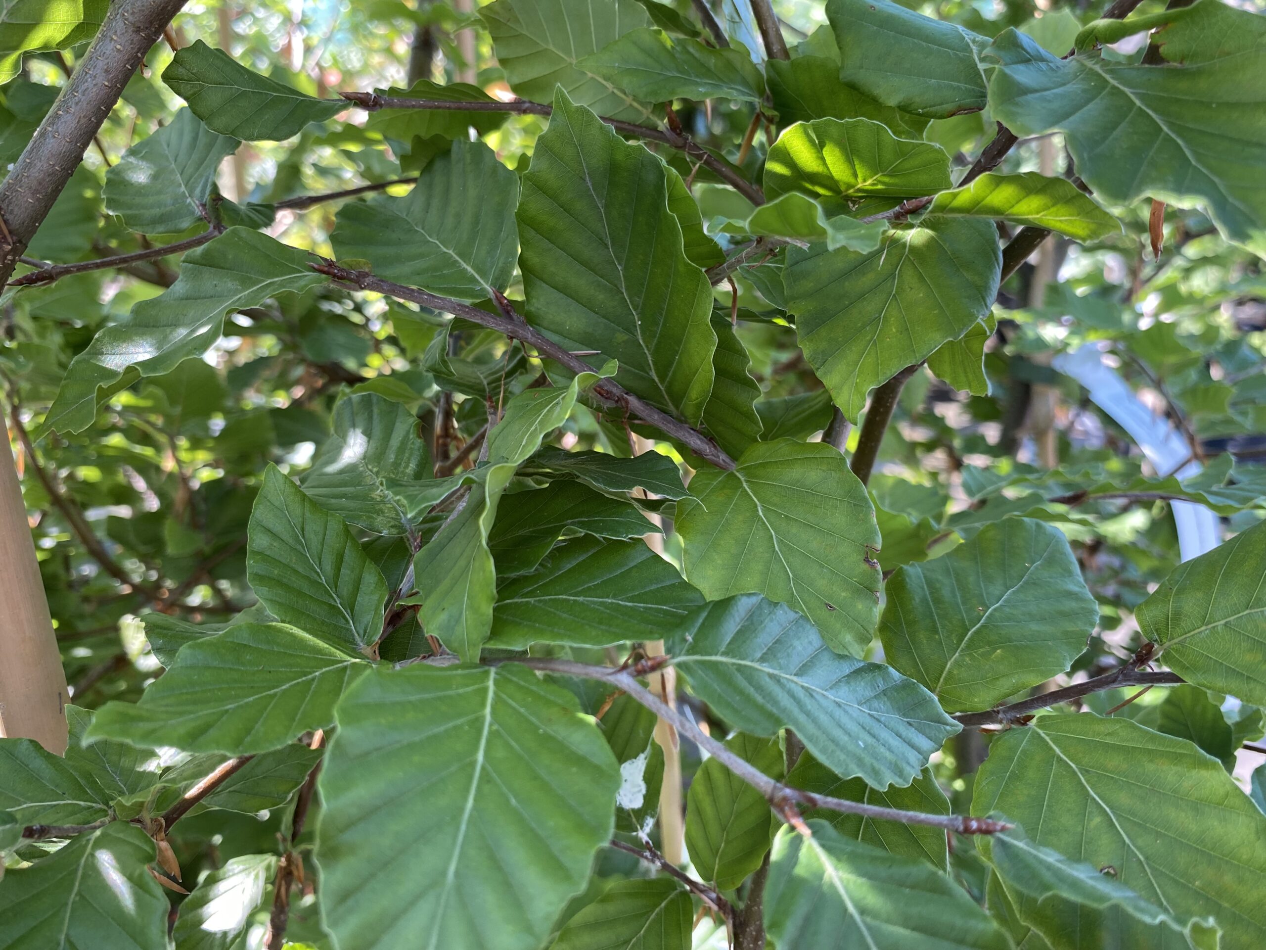 Bok Fagus sylvatica