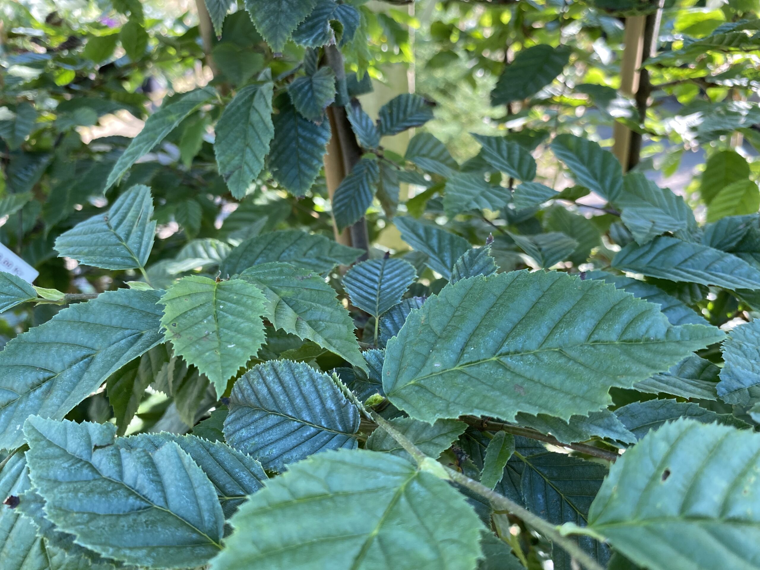 Avenbok Carpinus Betulus