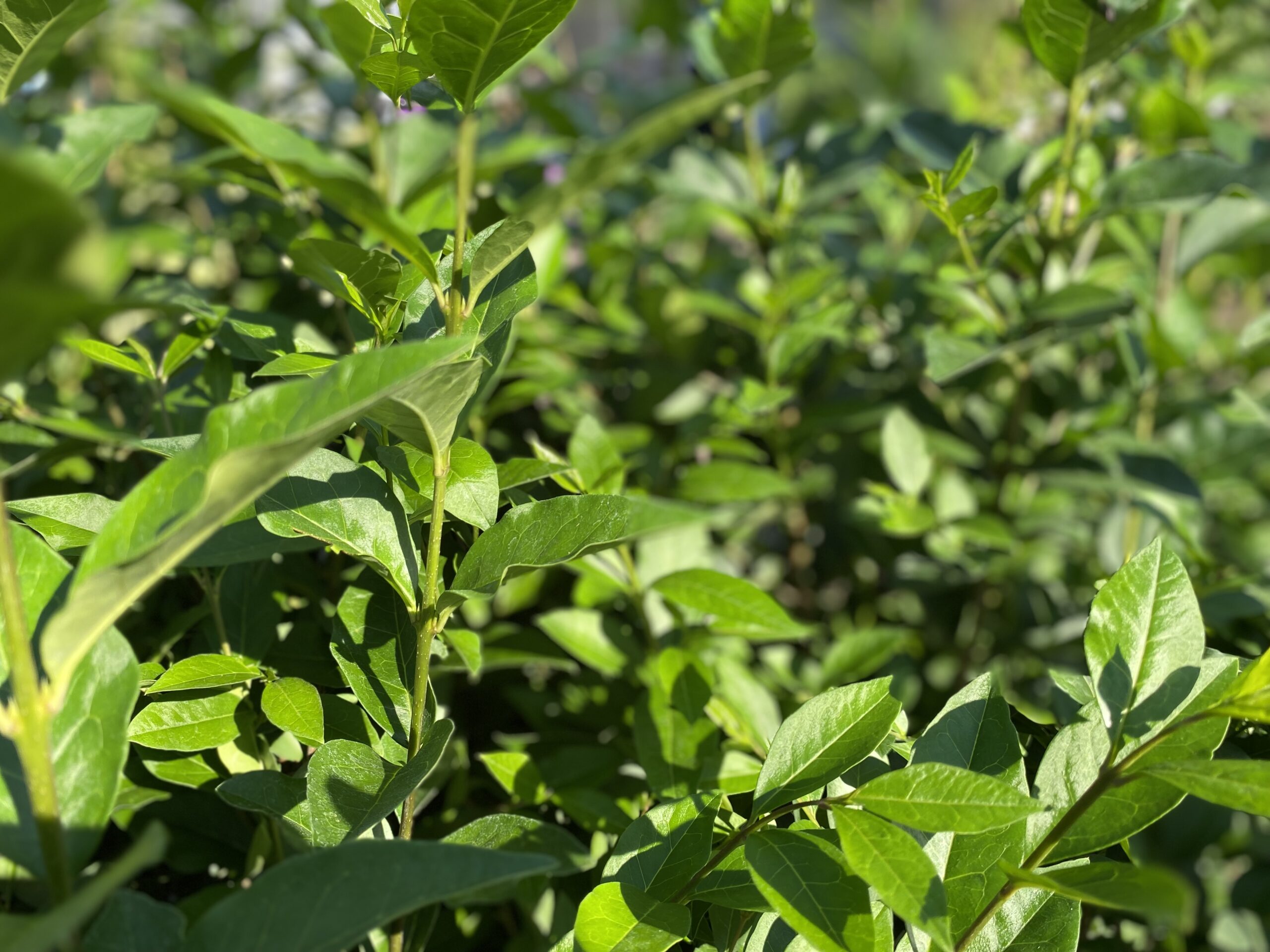 Bredbladig Liguster Ligustrum ovalifolium