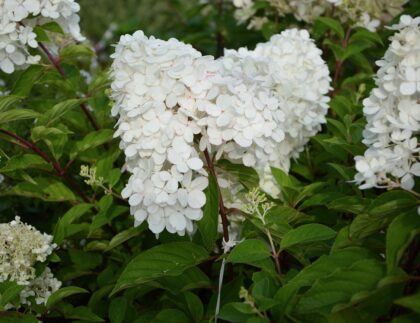 Hortensia