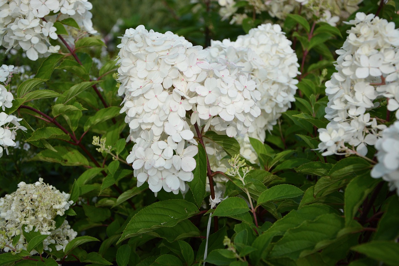 Hortensia