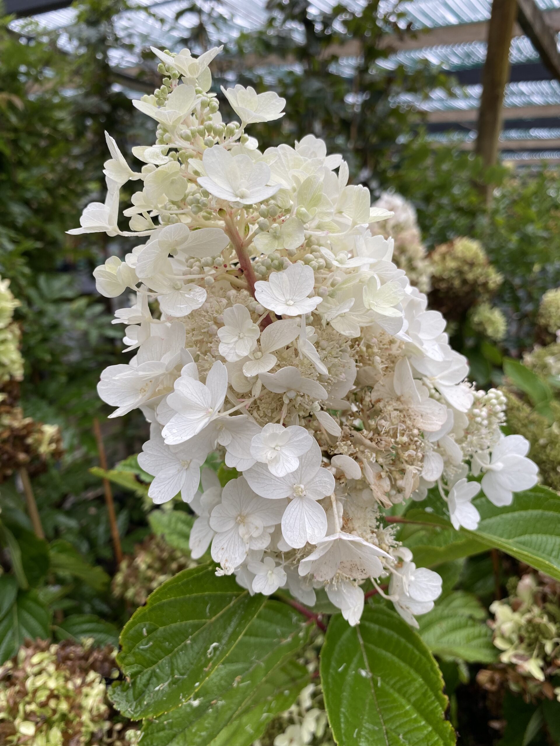 Vipphortensia