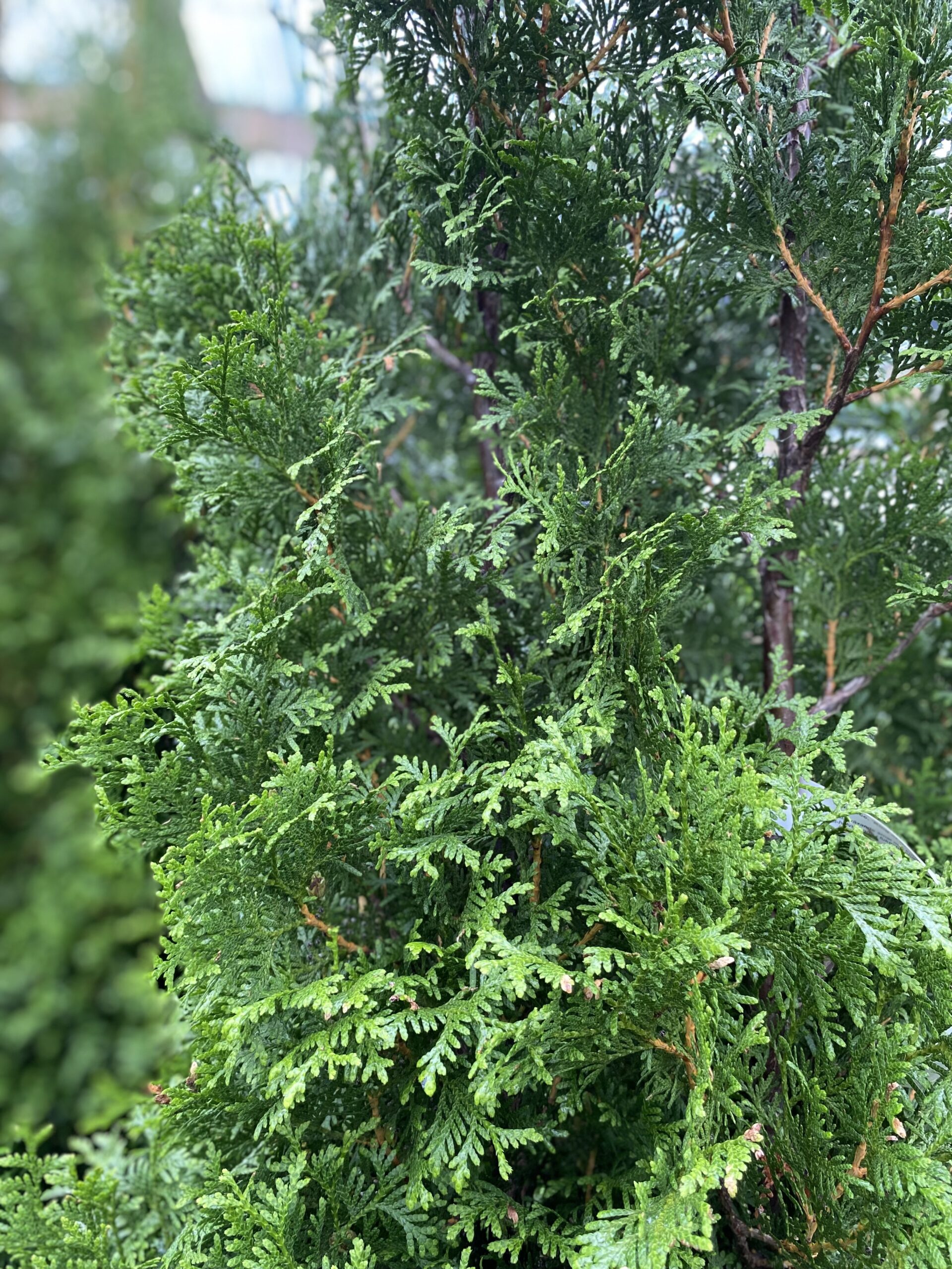 Thuja 'King of Brabant'