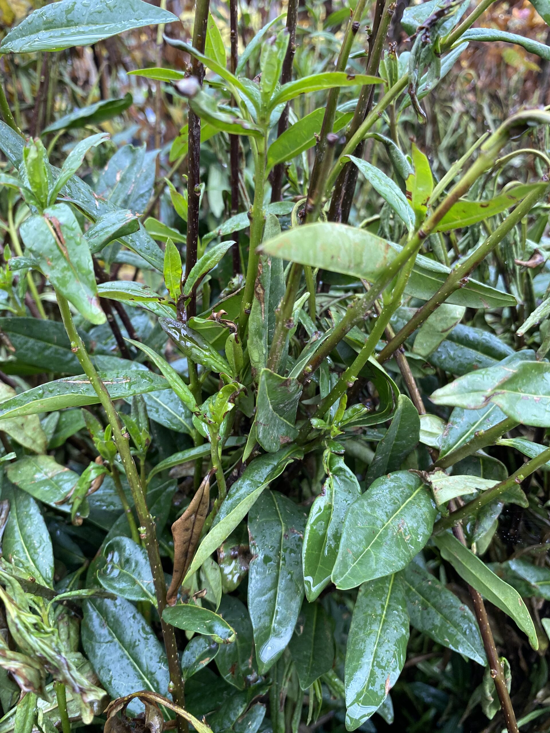 Vinterliguster 'Liga' Ligustrum vulgare