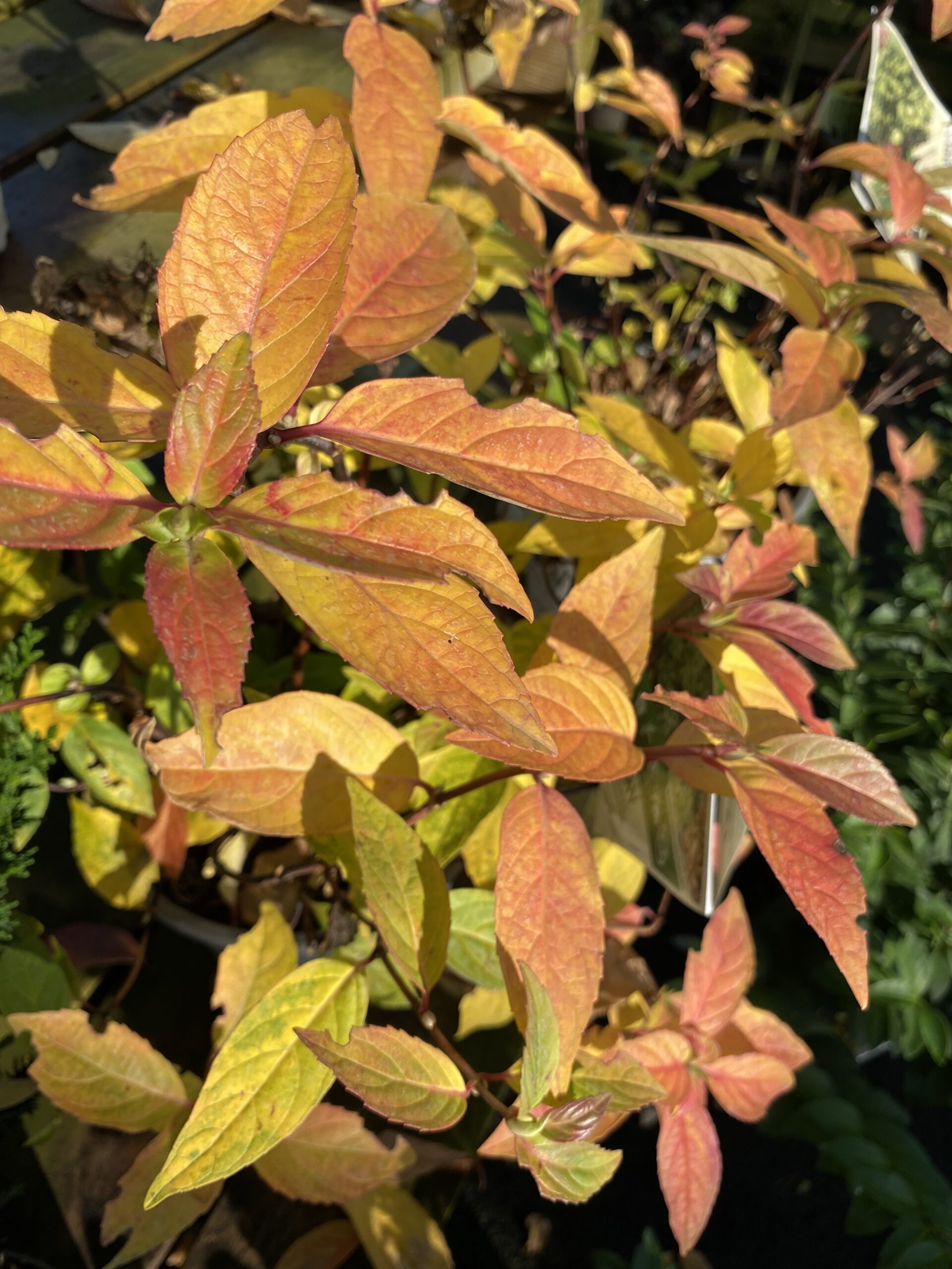 Hortensia 'Fairytrail'