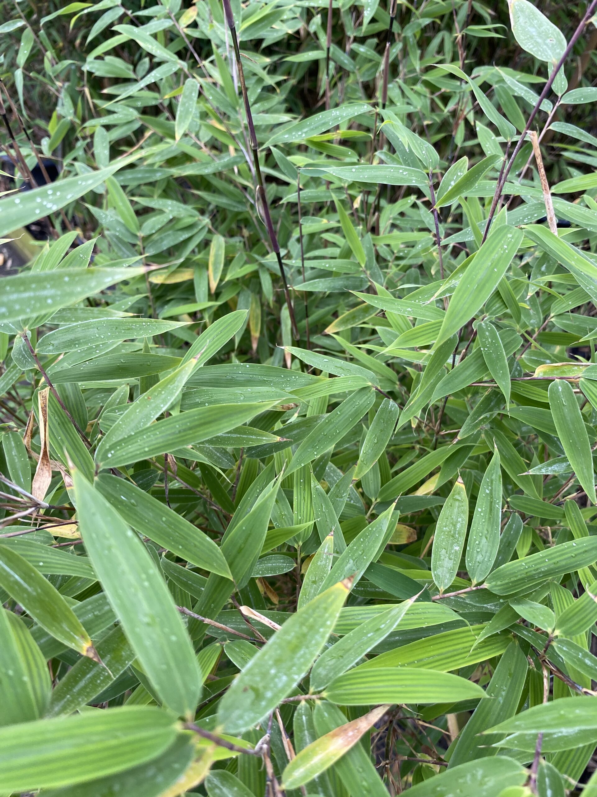 Bambu 'Volcano'