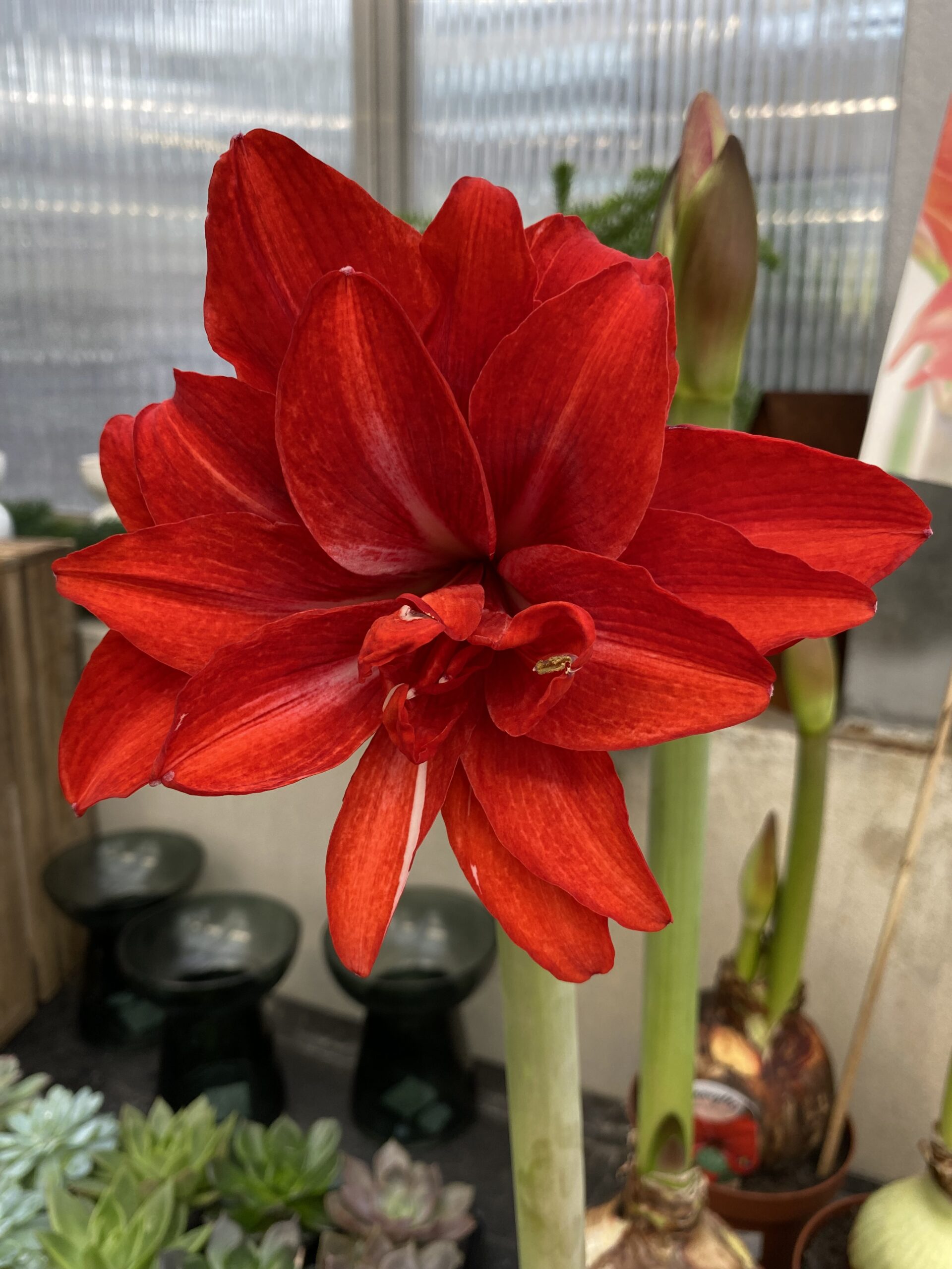 Amaryllis